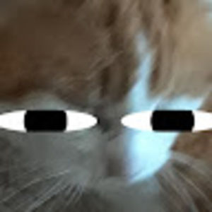 Meet your Posher, Ashton